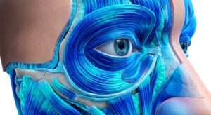 3D illustration of the human periorbital anatomy showing the tear trough region and skin layers.
