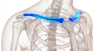 3D medical illustration of the clavicle area with aesthetic highlights